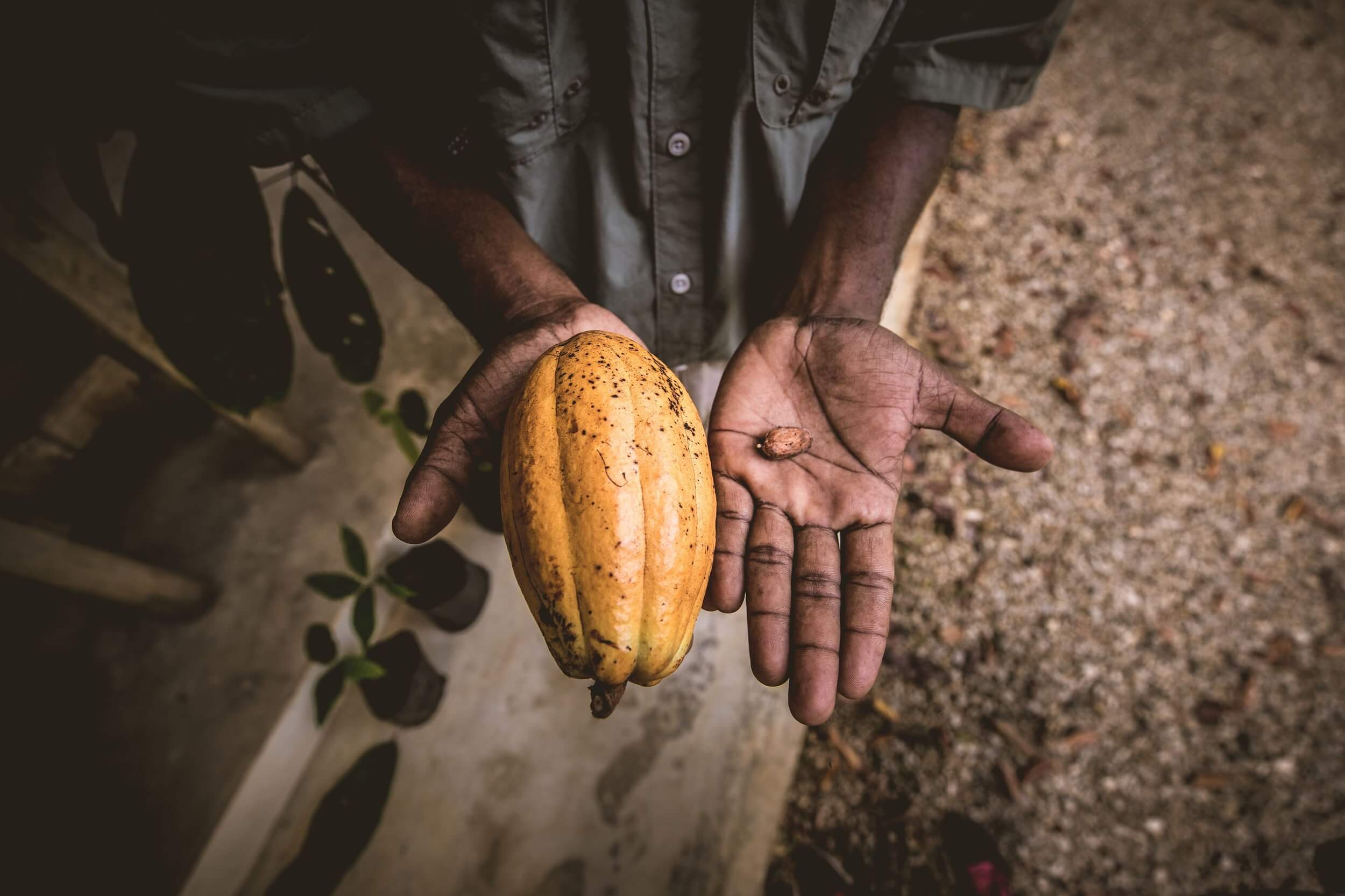 Services & Activités