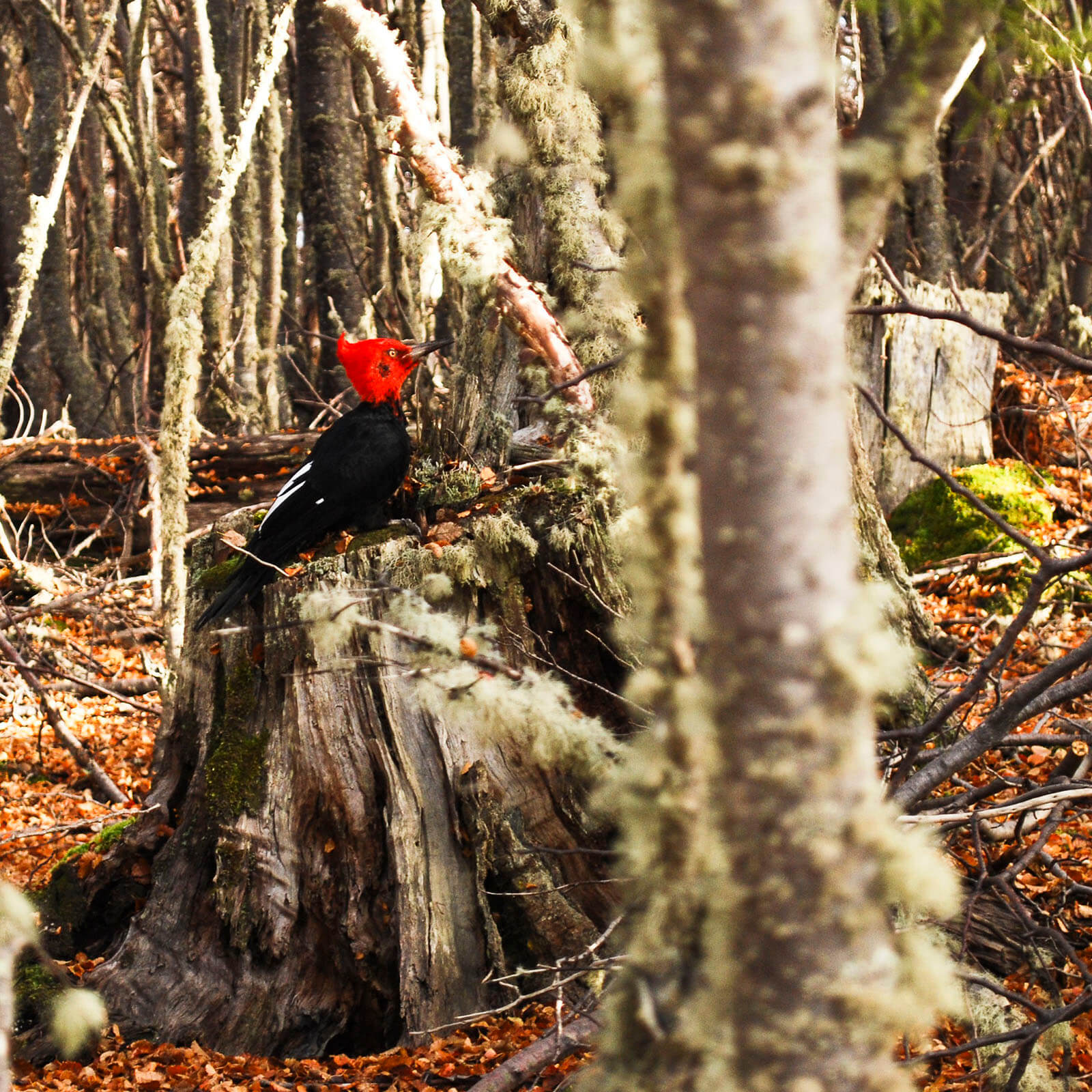 Observation de la faune