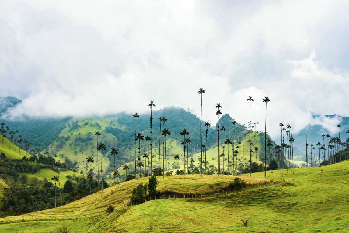 Vallée de Cocora