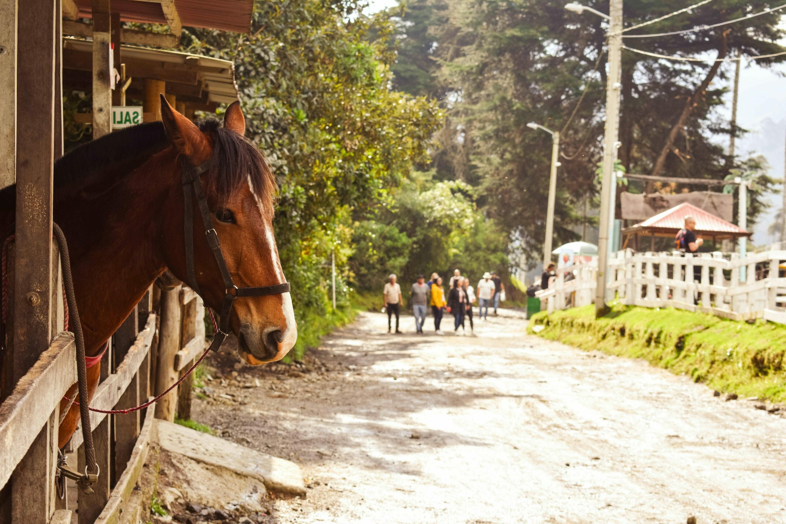 Services & Activités