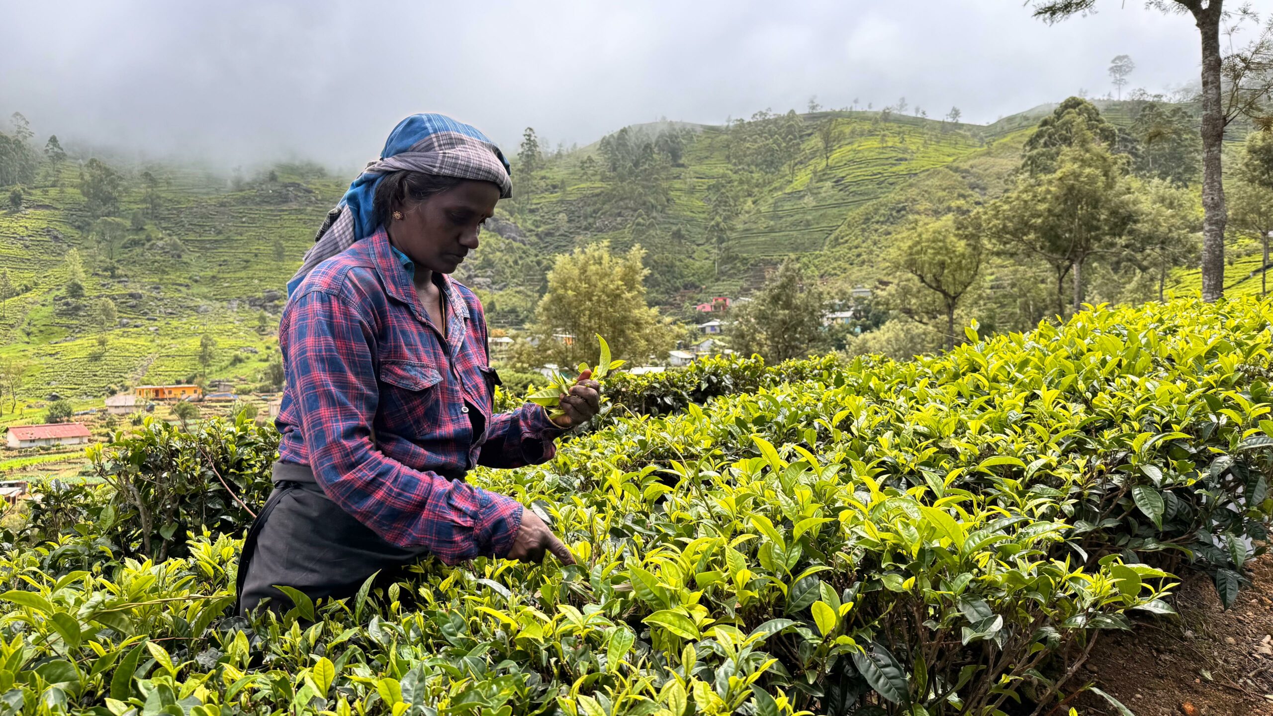 Services & activités